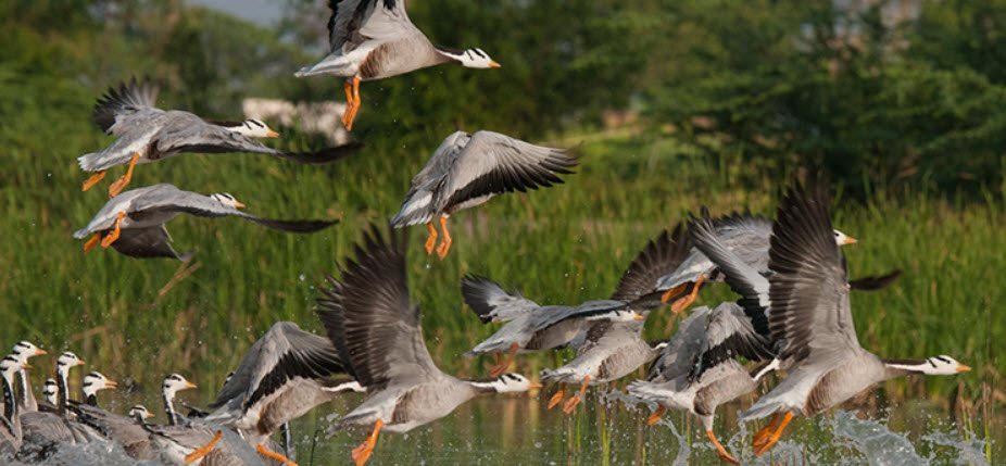 Kallaperambur Lake Bird Sanctuary, Thanjavur, Tamil Nadu - Vushii.com Kallaperambur Lake Bird Sanctuary, Thanjavur, Tamil Nadu - Vushii.com